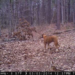 Meet your Posher, Frank